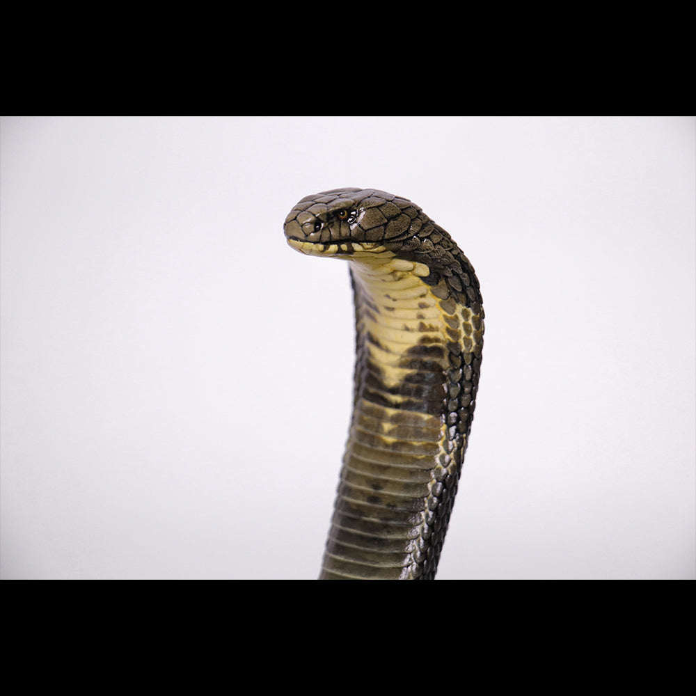 Ophiophagus hannah 1/4 1/10 1/18 APHID STUDIO
