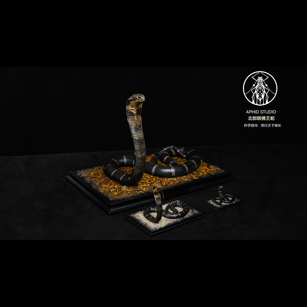 Ophiophagus hannah 1/4 1/10 1/18 APHID STUDIO