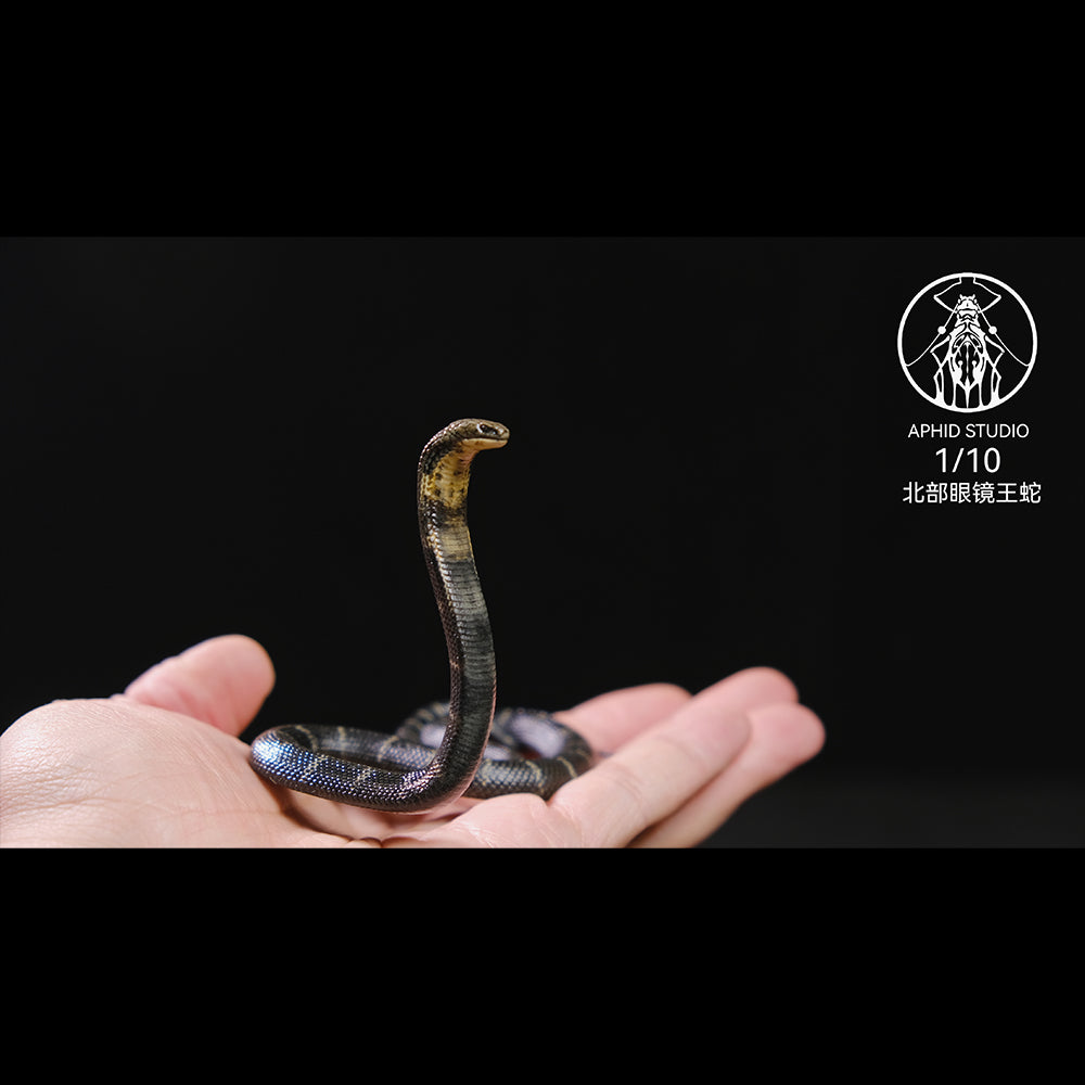 Ophiophagus hannah 1/4 1/10 1/18 APHID STUDIO