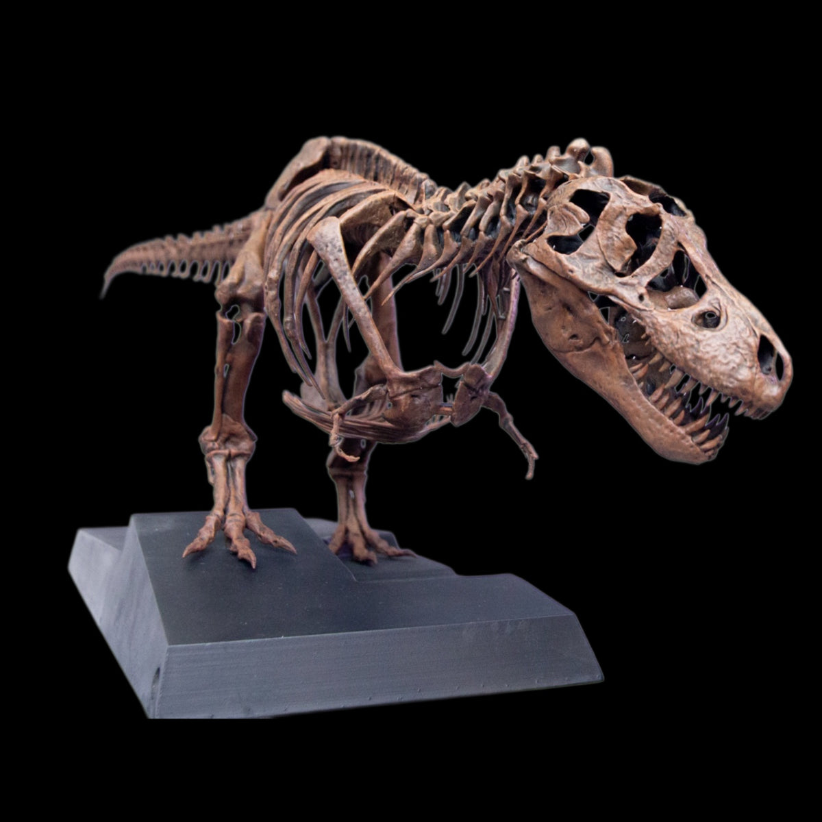 TYRANNOSAURUS REX "SUE" 1:18 FOSSIL SKELETON STATUE Daxiong Studio
