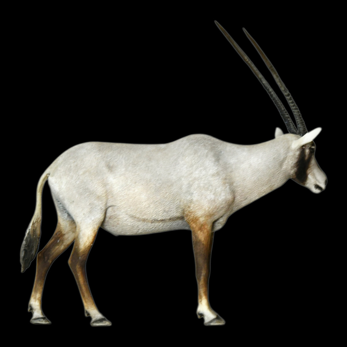 ARABIAN ORYX MUSEUM-GRADE STATUE (1:35 / 1:15 / 1:10 SCALES AVAILABLE | GREY RESIN KIT / PAINTED EDITION)