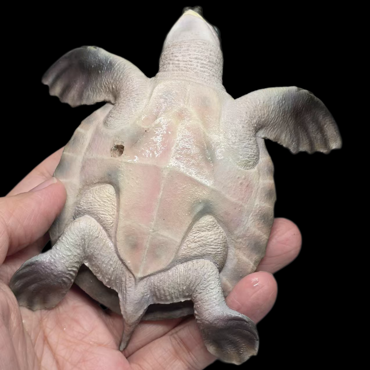 PIG-NOSED TURTLE MUSEUM-GRADE STATUE (GREY RESIN KIT / PAINTED EDITION)