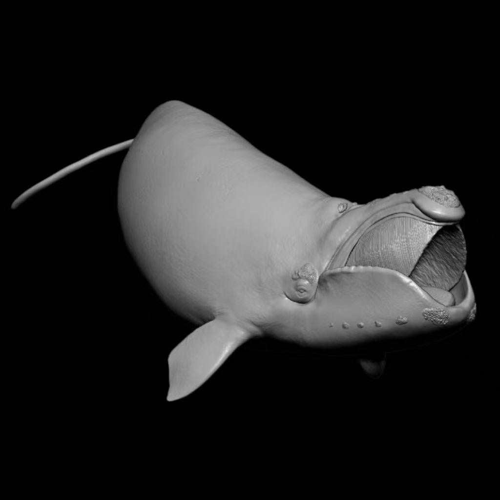 NORTH PACIFIC RIGHT WHALE (Eubalaena japonica) Statue Model Kit 1:35 Scale Sumeru Studio