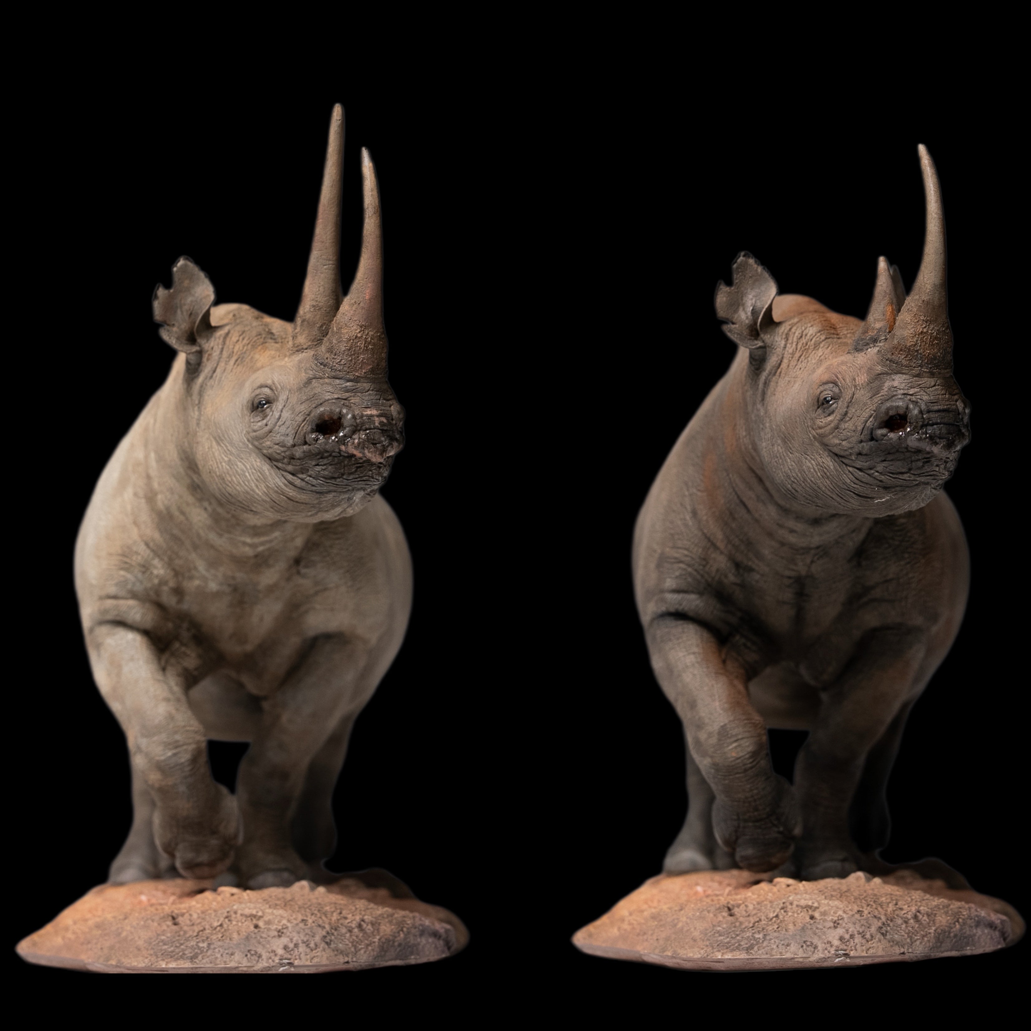 Black Rhinoceros (Diceros bicornis) statue Model Kit 1:35 1:18 1:15 1:10 1:6 Scale