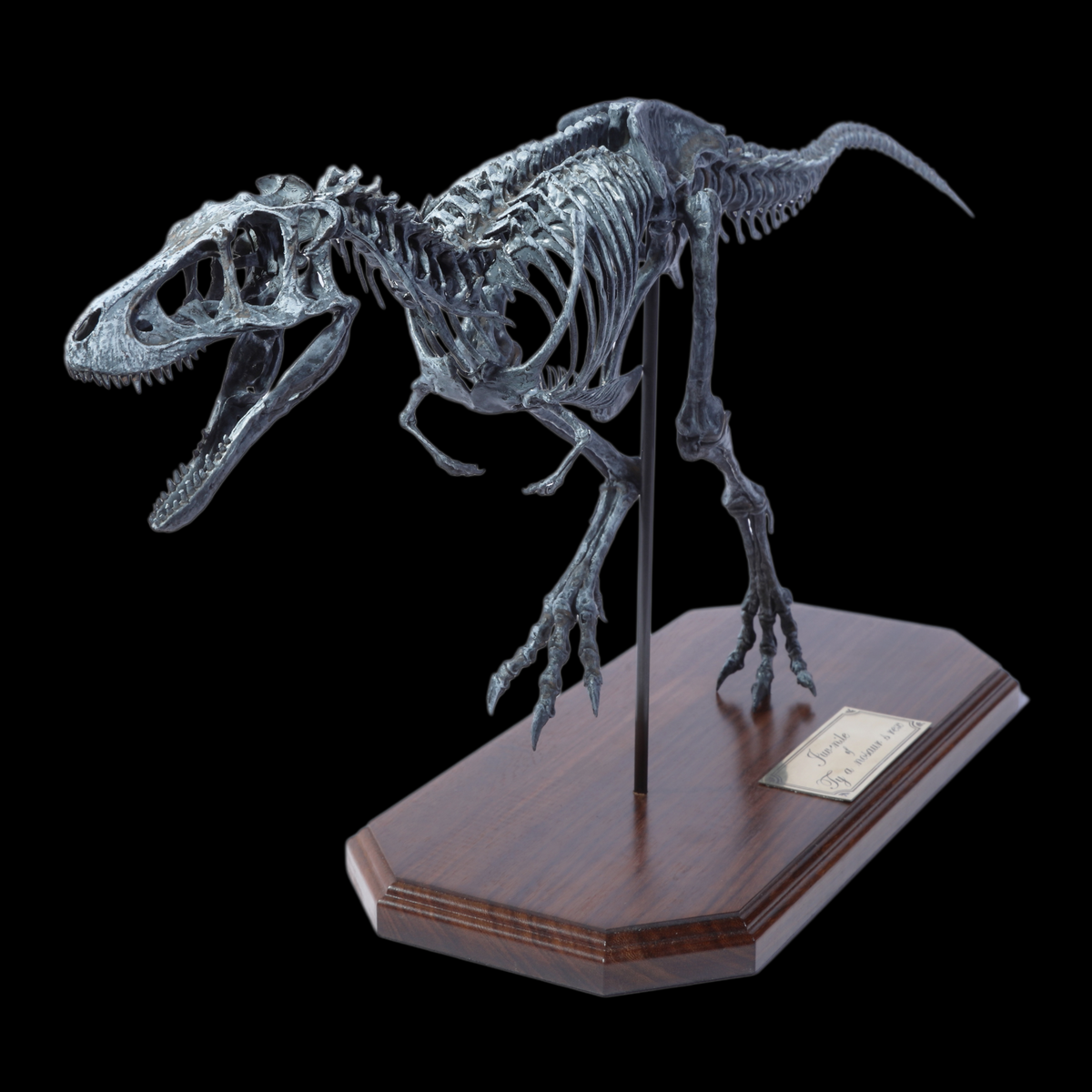 JUVENILE TYRANNOSAURUS REX SKELETON MODEL