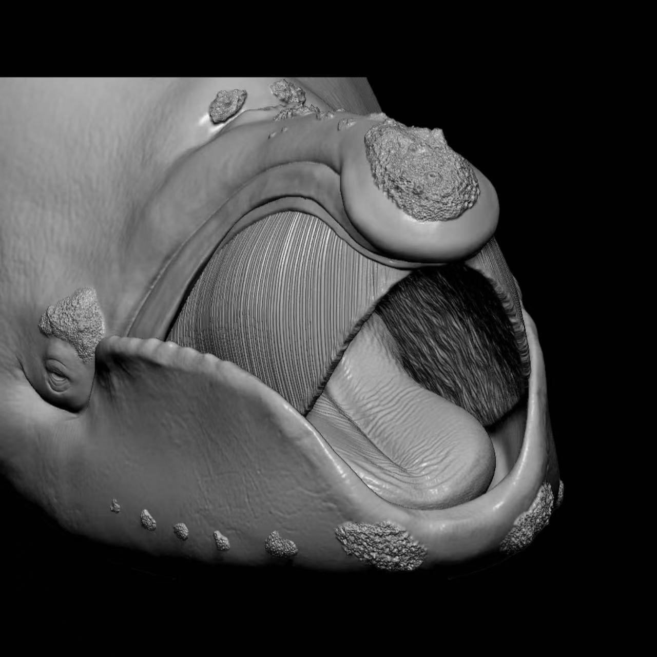 NORTH PACIFIC RIGHT WHALE (Eubalaena japonica) Statue Model Kit 1:35 Scale Sumeru Studio