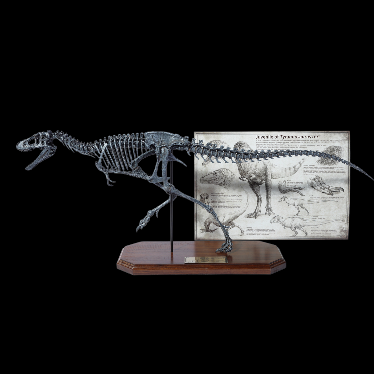 JUVENILE TYRANNOSAURUS REX SKELETON MODEL