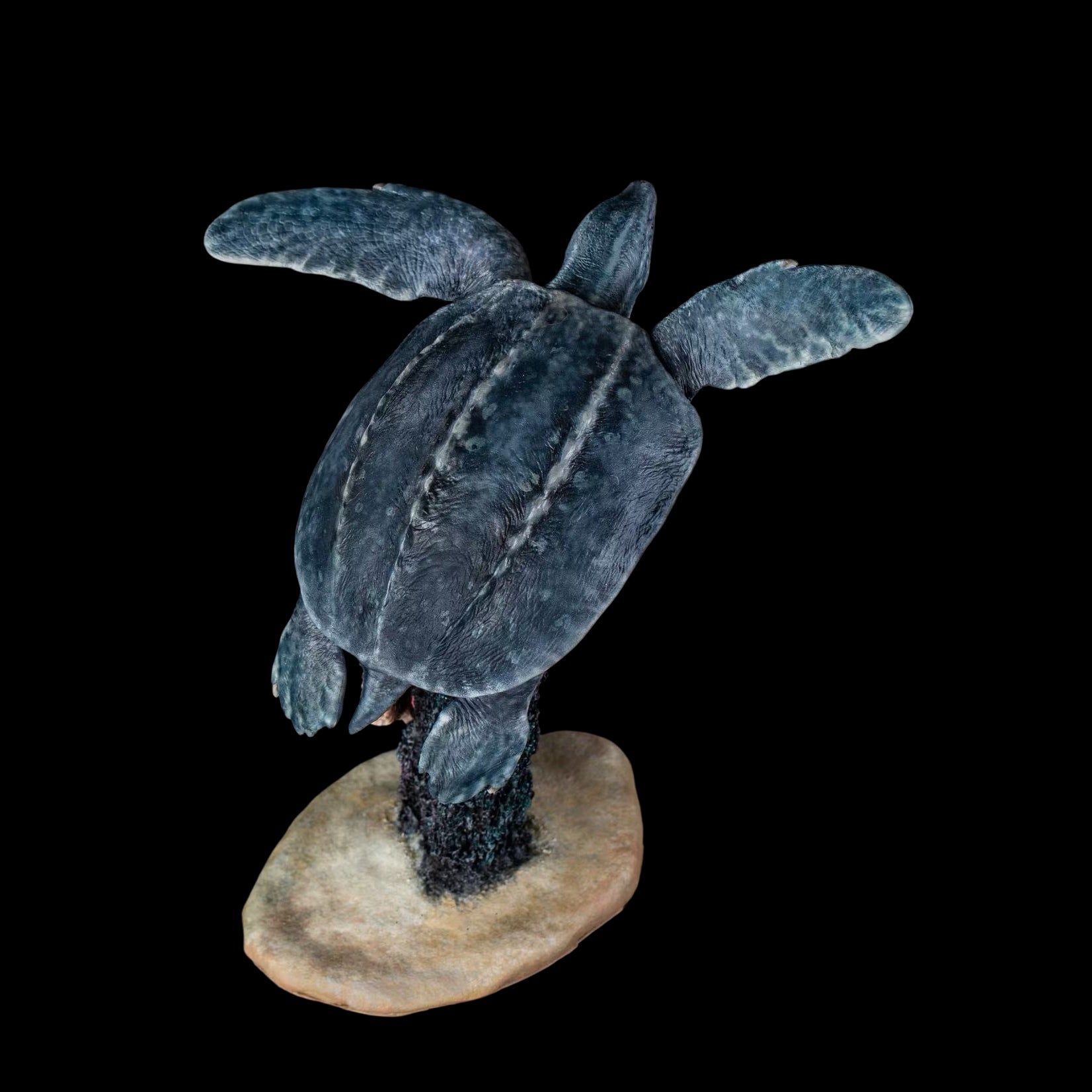 Archelon statue Model Kit 1:20 Scale Cen Studio