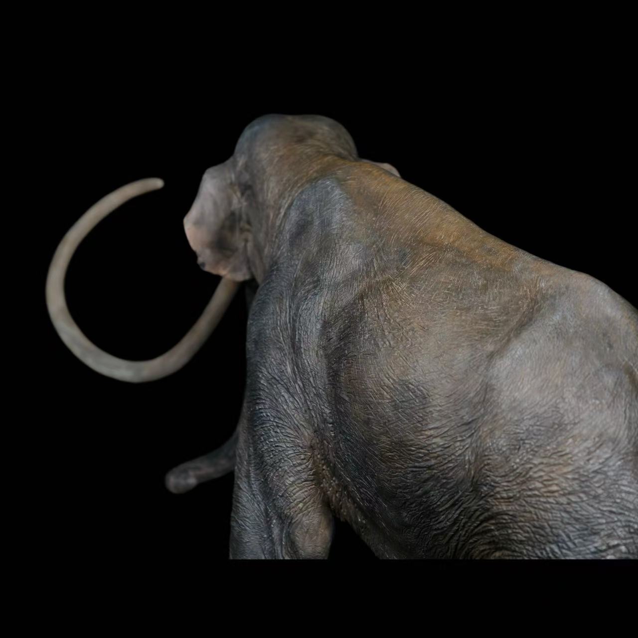Columbian Mammoth statue Model Kit 1:18 Scale Dinosoul Studio