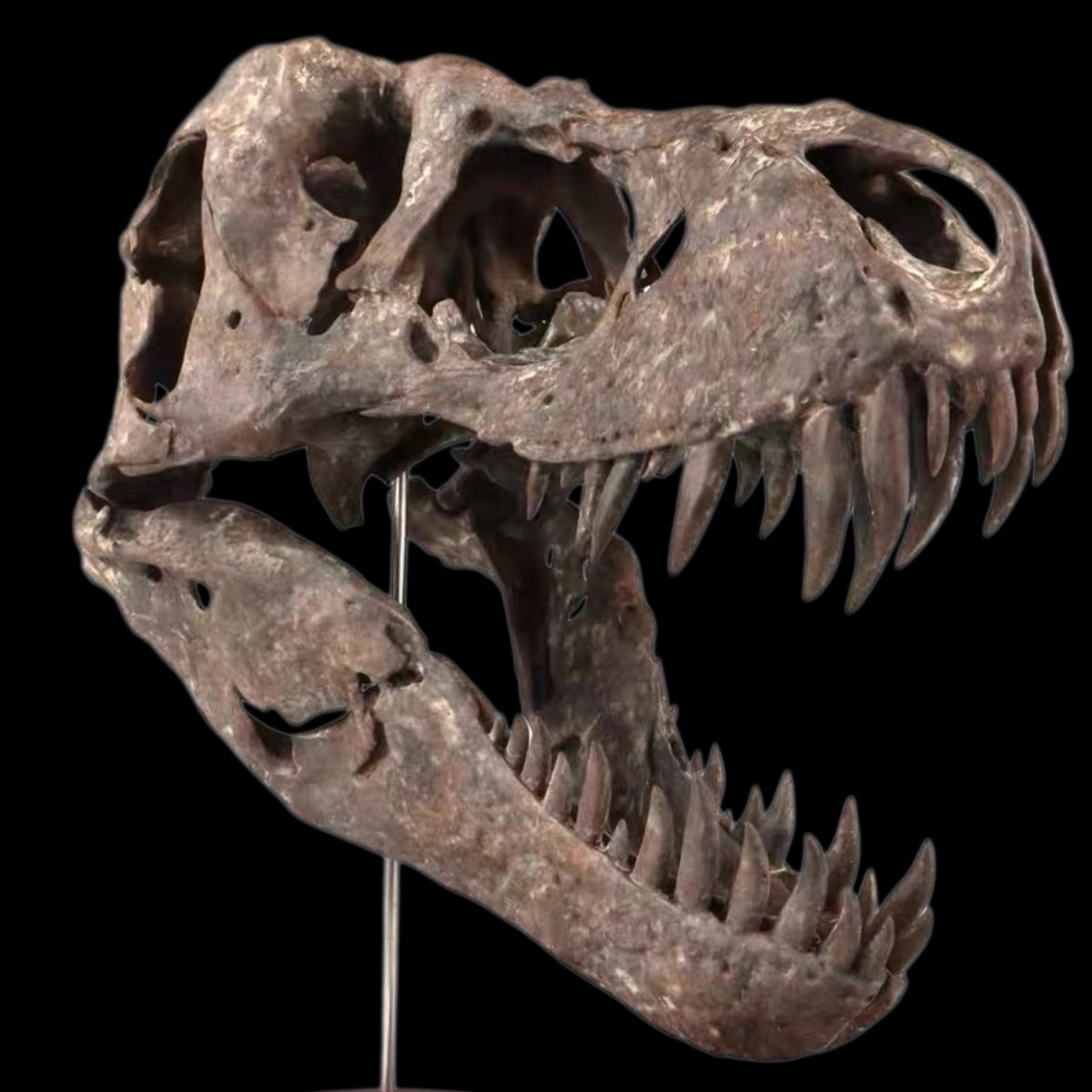 TYRANNOSAURUS REX SKULL 1:7 MUSEUM-GRADE 3D PRINTED PAINTED EDITION