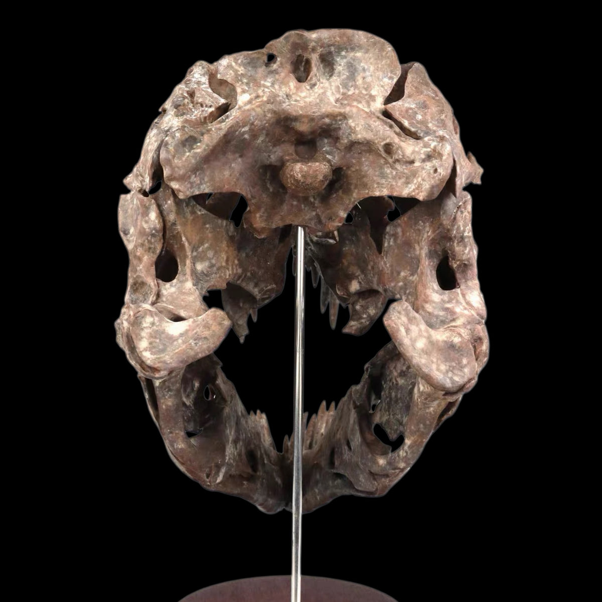 TYRANNOSAURUS REX SKULL 1:7 MUSEUM-GRADE 3D PRINTED PAINTED EDITION