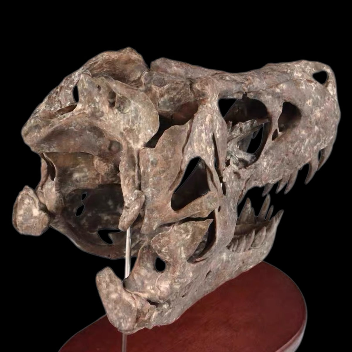 TYRANNOSAURUS REX SKULL 1:7 MUSEUM-GRADE 3D PRINTED PAINTED EDITION