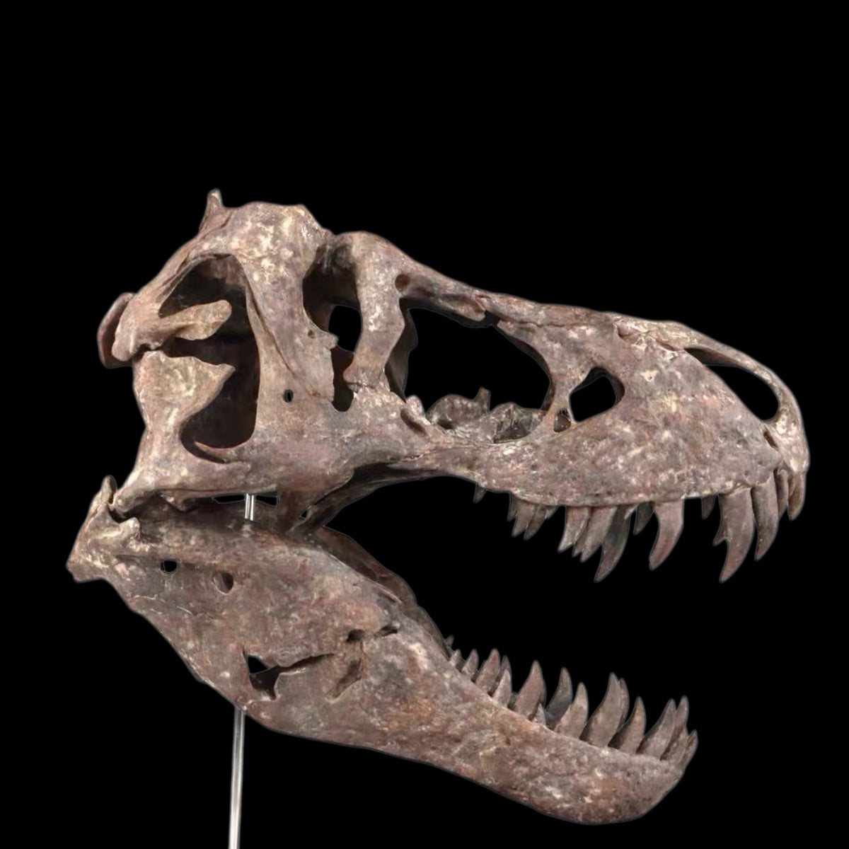 TYRANNOSAURUS REX SKULL 1:7 MUSEUM-GRADE 3D PRINTED PAINTED EDITION
