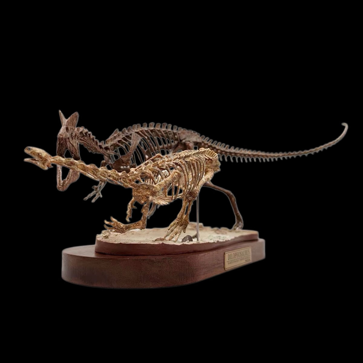 DILOPHOSAURUS HUNTING SARAHSAURUS SKELETAL DIORAMA 1:10 SCALE PAINTED EDITION