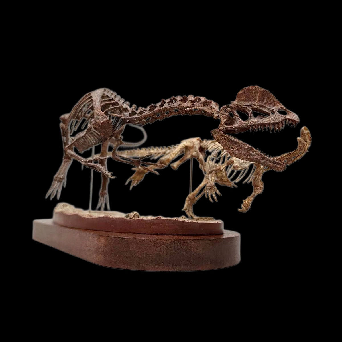 DILOPHOSAURUS HUNTING SARAHSAURUS SKELETAL DIORAMA 1:10 SCALE PAINTED EDITION