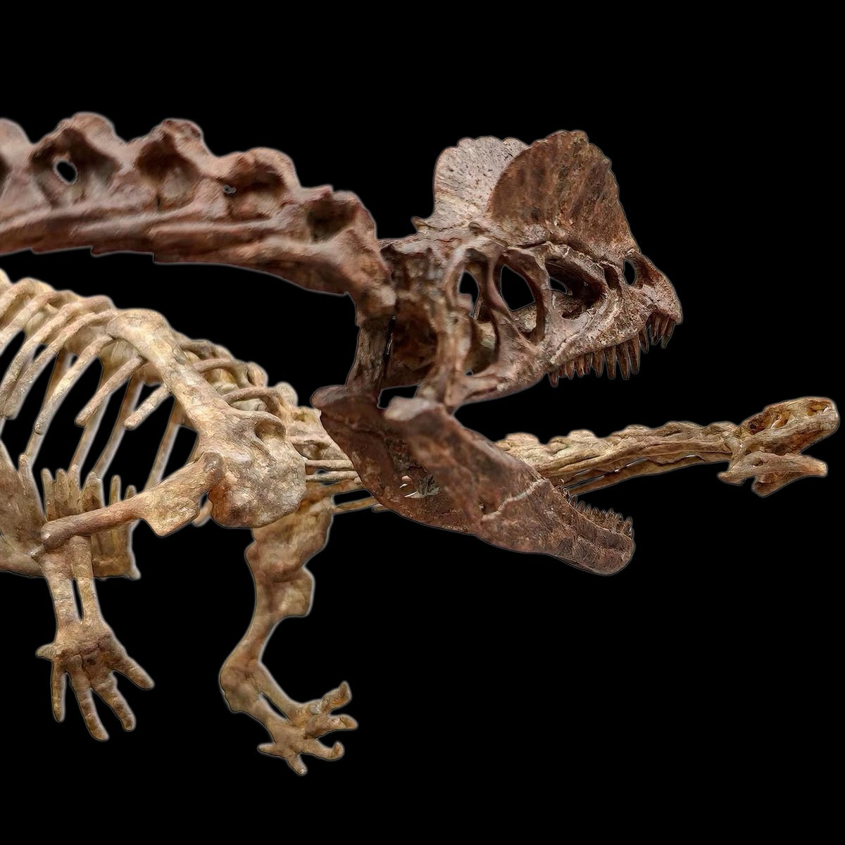 DILOPHOSAURUS HUNTING SARAHSAURUS SKELETAL DIORAMA 1:10 SCALE PAINTED EDITION