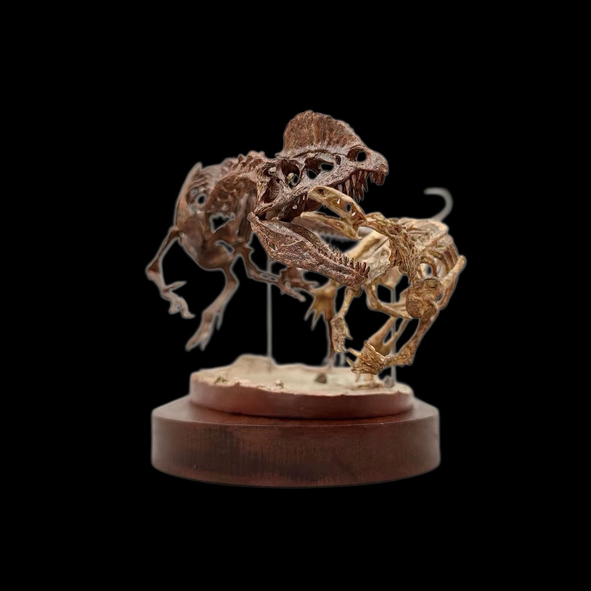 DILOPHOSAURUS HUNTING SARAHSAURUS SKELETAL DIORAMA 1:10 SCALE PAINTED EDITION