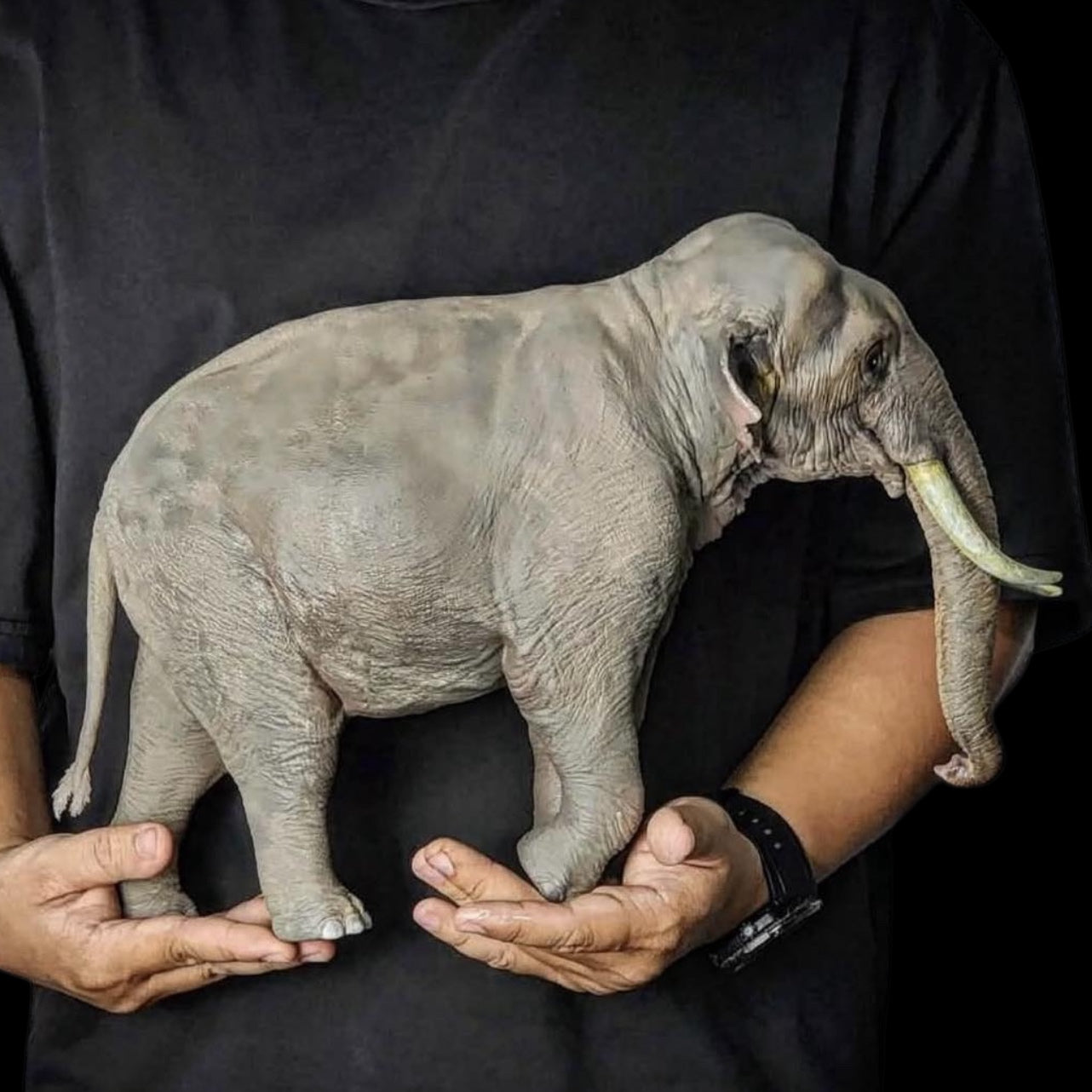 Asian elephant statue Model Kit 1:35 1:15 Scale The crocs man Studio