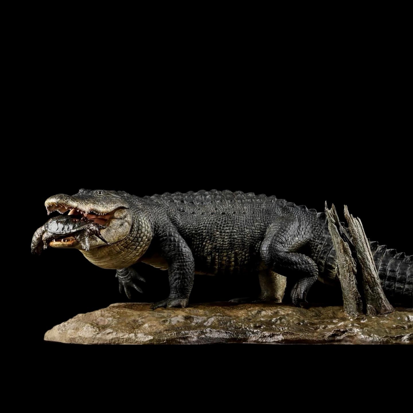 AMERICAN ALLIGATOR statue Model Kit 1:10 1:15 1:18 1:35 Scale The Crocs Man Studio