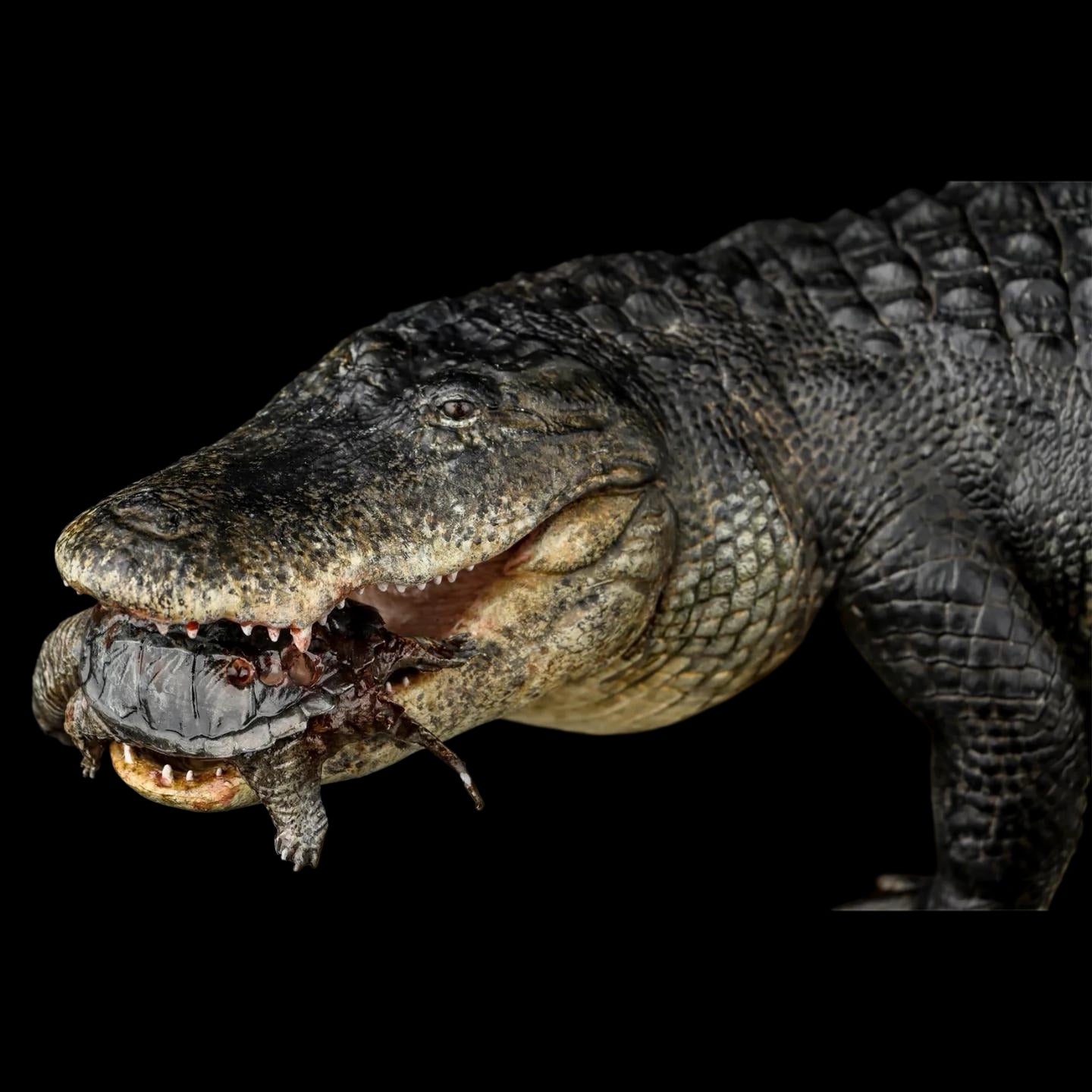 AMERICAN ALLIGATOR statue Model Kit 1:10 1:15 1:18 1:35 Scale The Crocs Man Studio