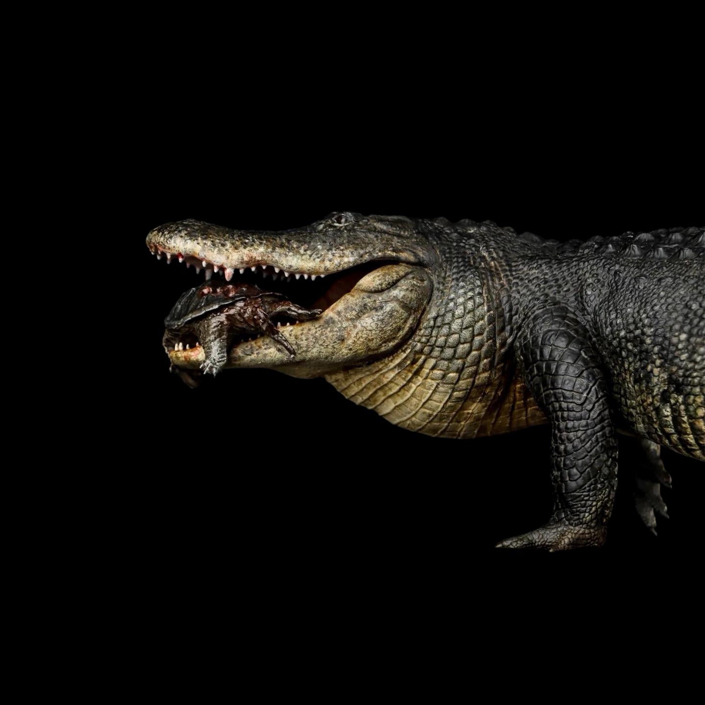 AMERICAN ALLIGATOR statue Model Kit 1:10 1:15 1:18 1:35 Scale The Crocs Man Studio
