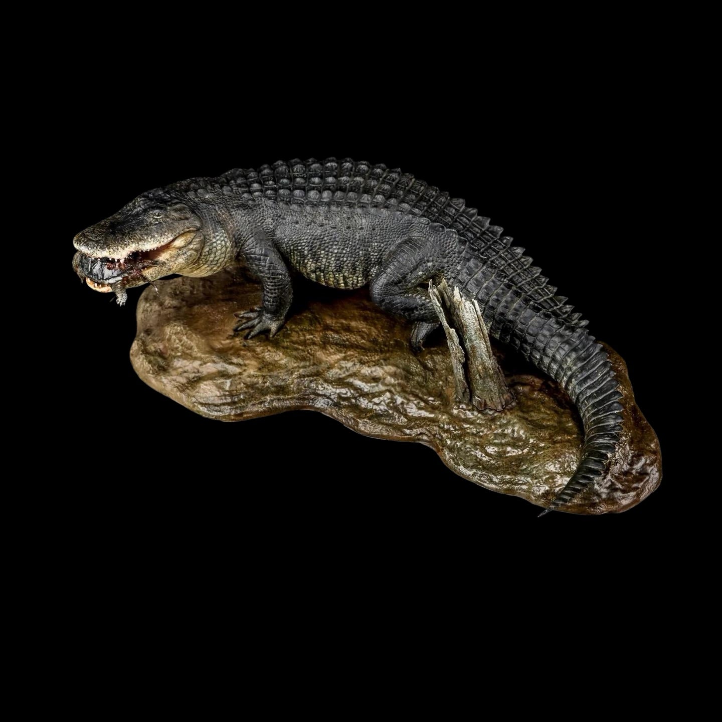 AMERICAN ALLIGATOR statue Model Kit 1:10 1:15 1:18 1:35 Scale The Crocs Man Studio