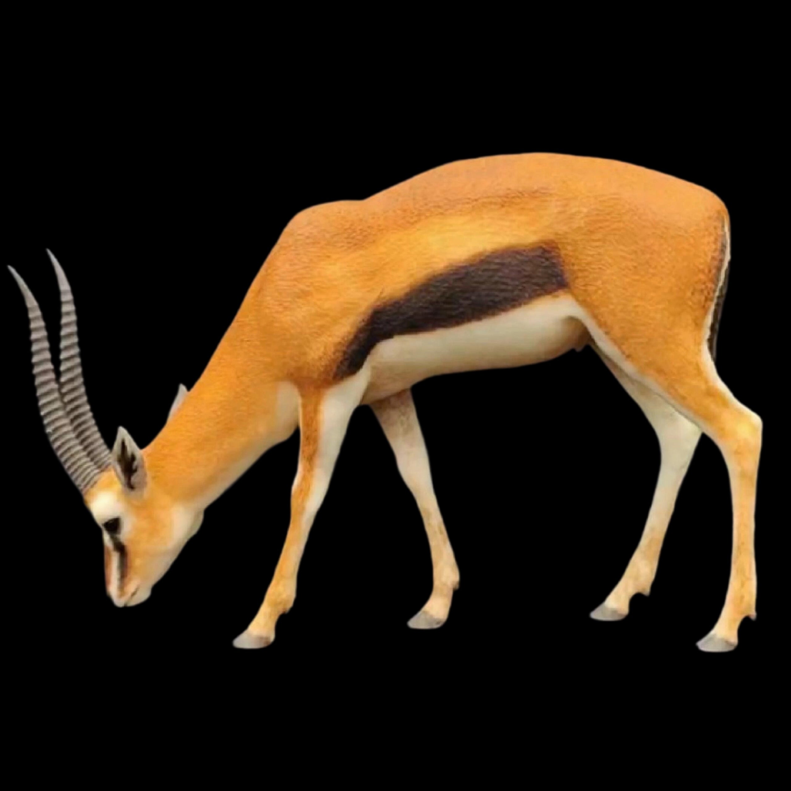 Tragelaphus eurycerus. Litocranius walleri. Eudorcas thomsonii. Cervus nippon 1:15 HIGH-PRECISION FINISHED STATUE