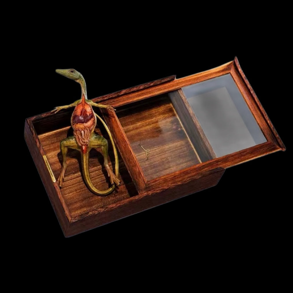 COMPSOGNATHUS PRESERVED ANATOMICAL SPECIMEN (STANDARD EDITION)