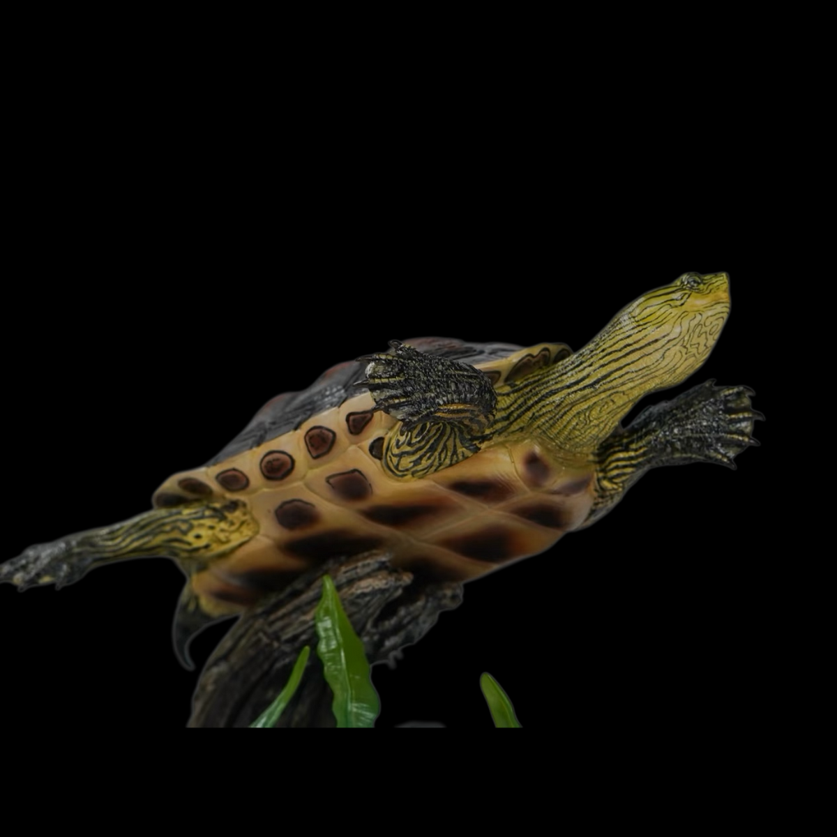 CHINESE STRIPED-NECK TURTLE (MAUREMYS SINENSIS) DUAL-SCENE STATUE SET (PAINTED FINISHED EDITION)