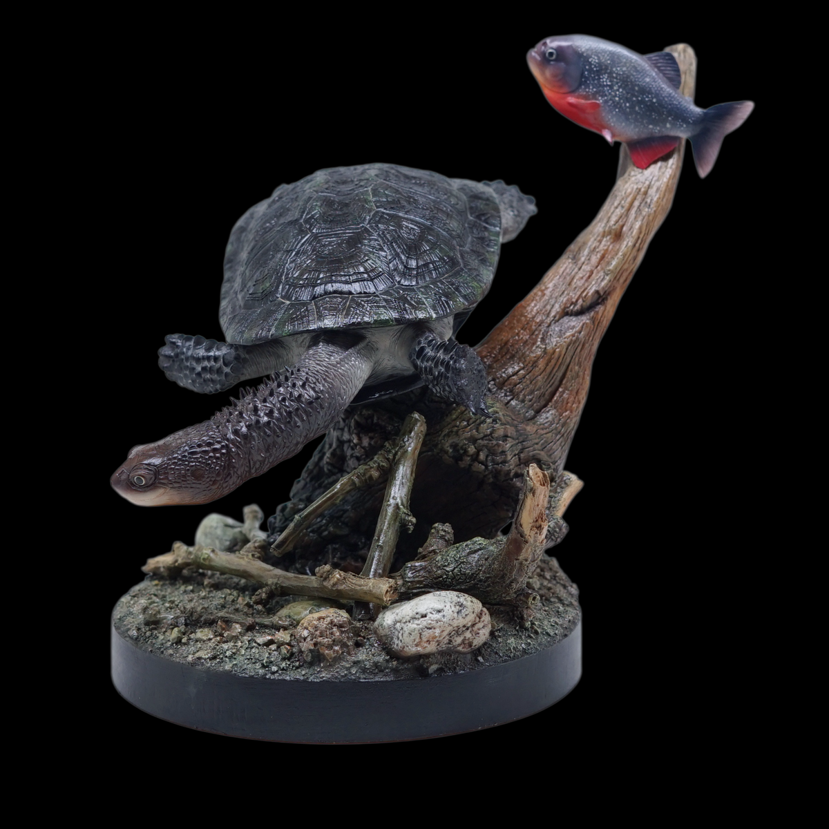 BLACK-BELLIED THORNY-NECKED TURTLE 1:1 LIFE-SIZE HERPETOLOGICAL STATUE (GREY RESIN KIT / PAINTED EDITION)