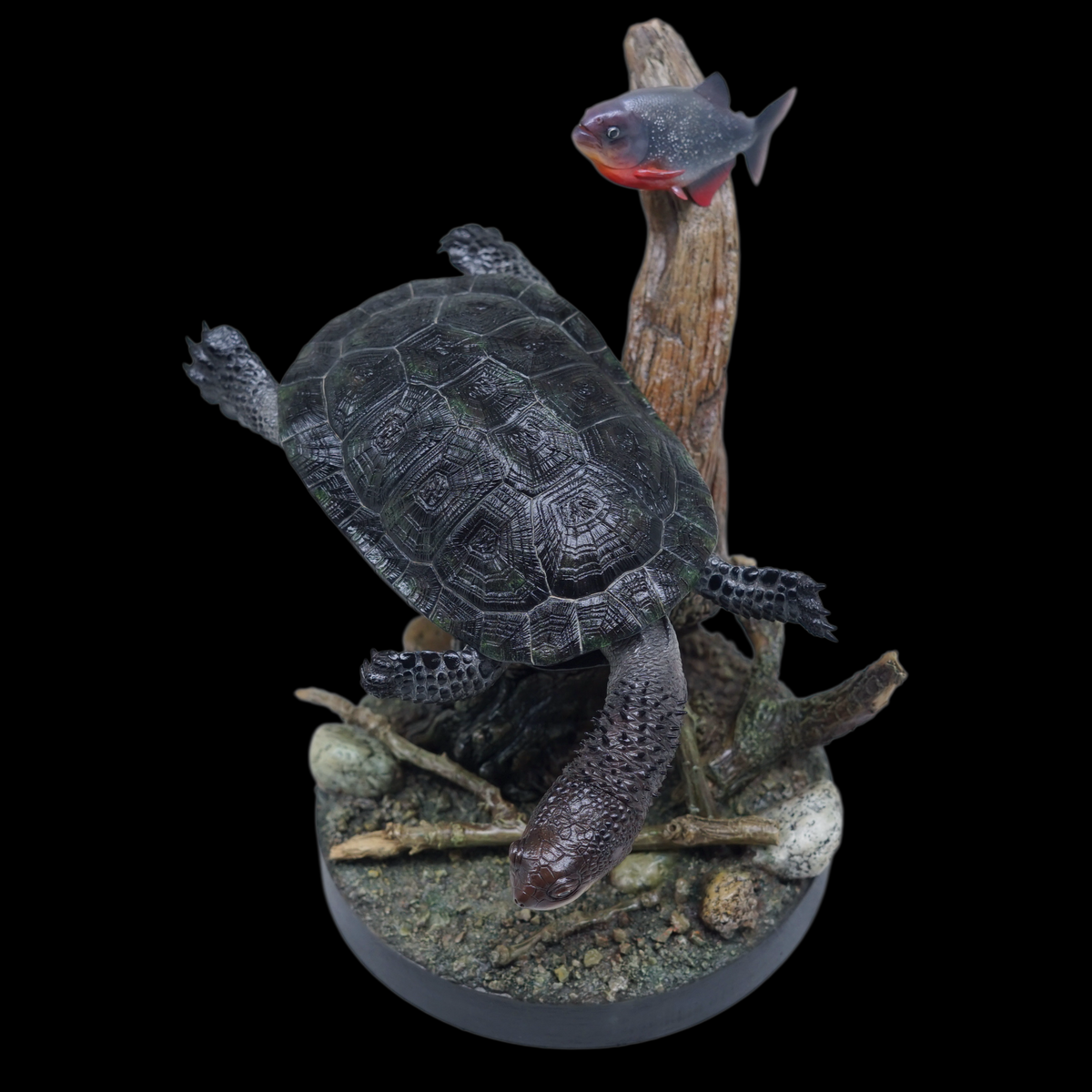 BLACK-BELLIED THORNY-NECKED TURTLE 1:1 LIFE-SIZE HERPETOLOGICAL STATUE (GREY RESIN KIT / PAINTED EDITION)