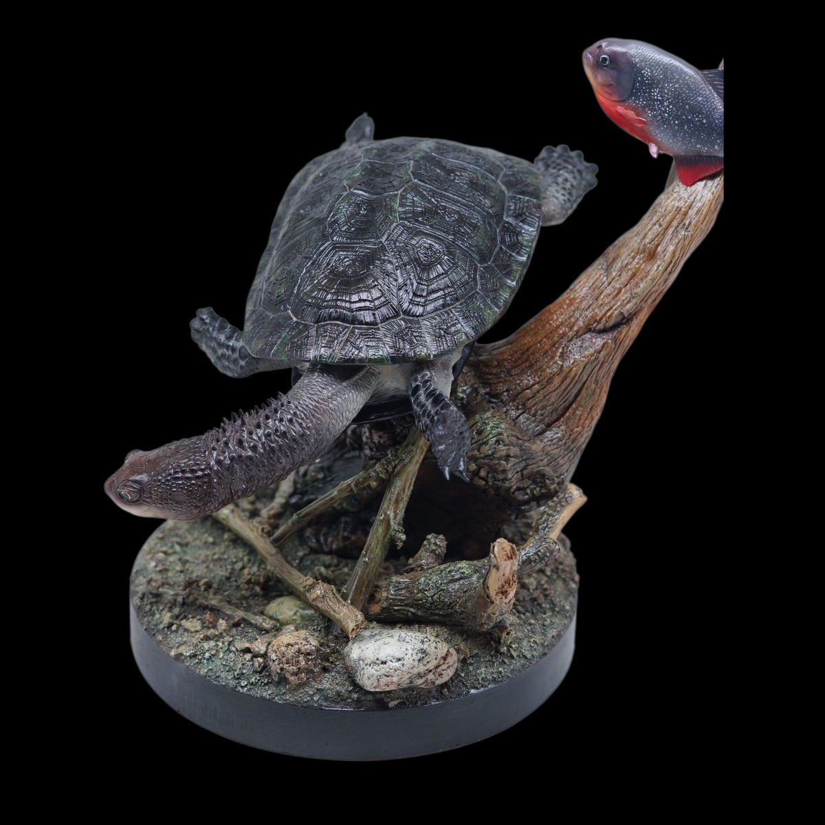 BLACK-BELLIED THORNY-NECKED TURTLE 1:1 LIFE-SIZE HERPETOLOGICAL STATUE (GREY RESIN KIT / PAINTED EDITION)
