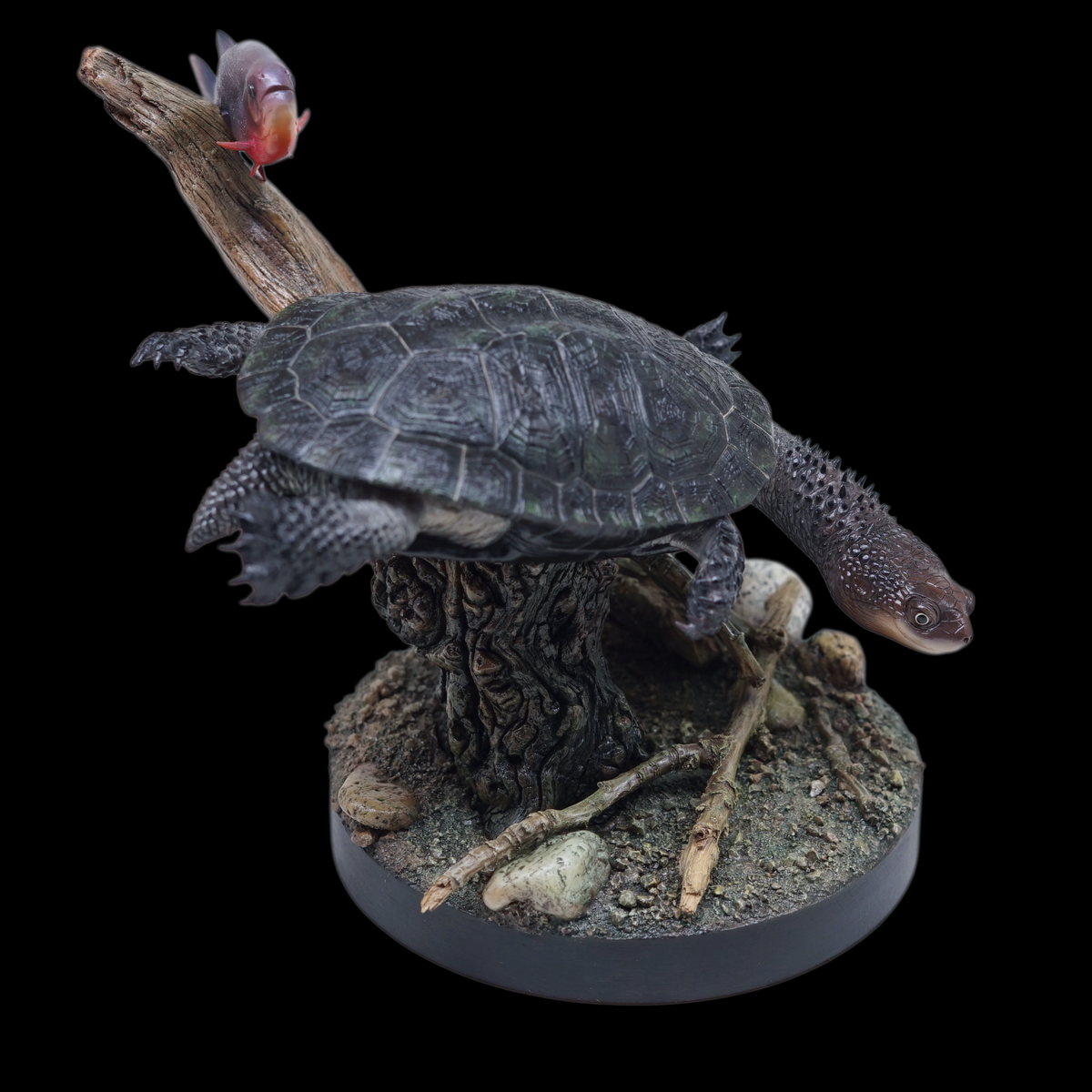 BLACK-BELLIED THORNY-NECKED TURTLE 1:1 LIFE-SIZE HERPETOLOGICAL STATUE (GREY RESIN KIT / PAINTED EDITION)