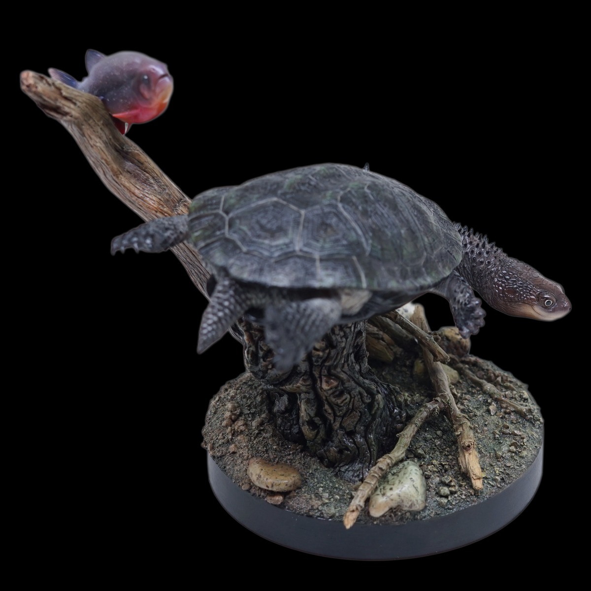 BLACK-BELLIED THORNY-NECKED TURTLE 1:1 LIFE-SIZE HERPETOLOGICAL STATUE (GREY RESIN KIT / PAINTED EDITION)