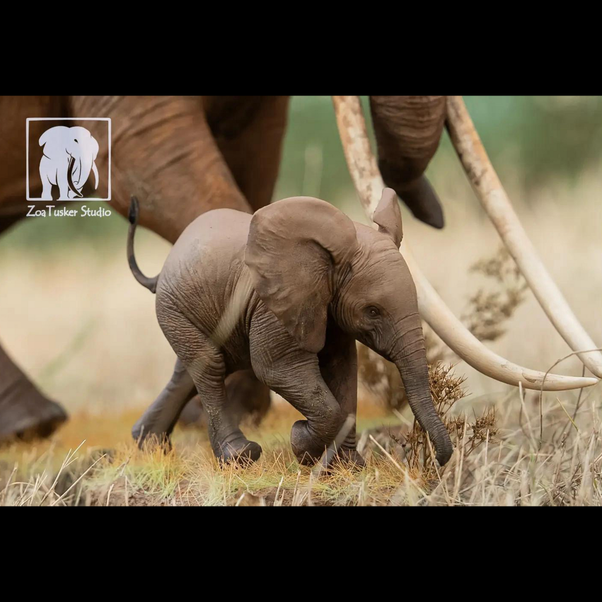AFRICAN ELEPHANT (LOXODONTA AFRICANA) MULTI-SCALE FLAGSHIP DIORAMA STATUE (RESIN KIT / PAINTED EDITION)