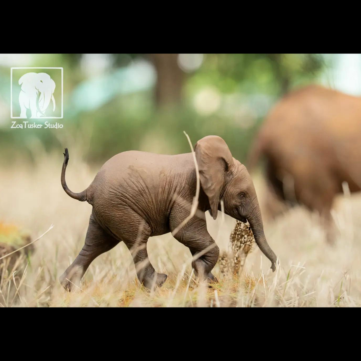 AFRICAN ELEPHANT (LOXODONTA AFRICANA) MULTI-SCALE FLAGSHIP DIORAMA STATUE (RESIN KIT / PAINTED EDITION)