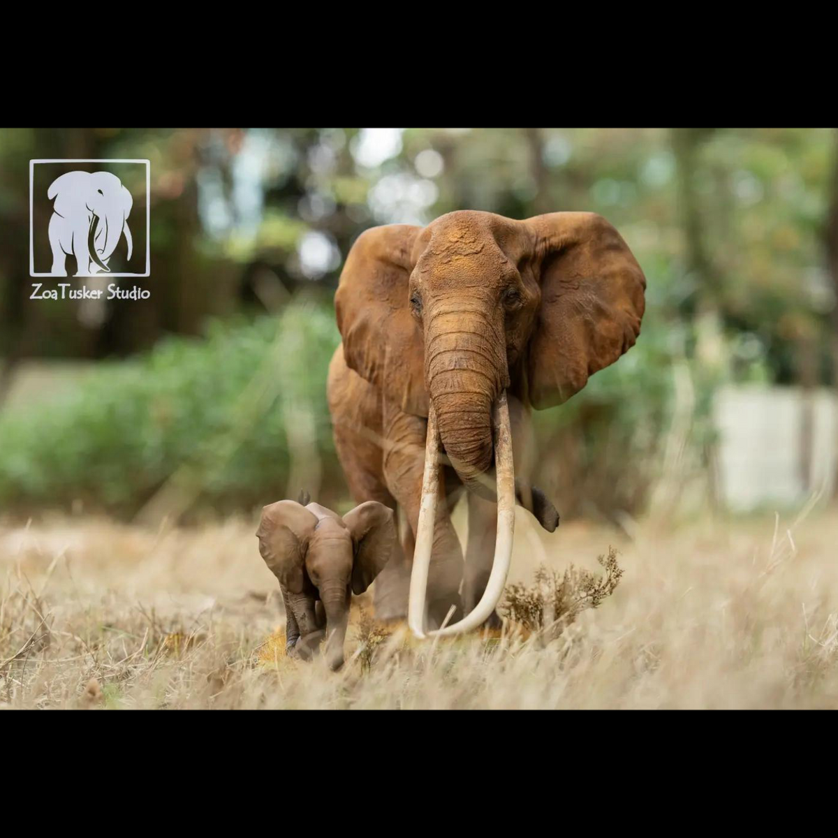 AFRICAN ELEPHANT (LOXODONTA AFRICANA) MULTI-SCALE FLAGSHIP DIORAMA STATUE (RESIN KIT / PAINTED EDITION)
