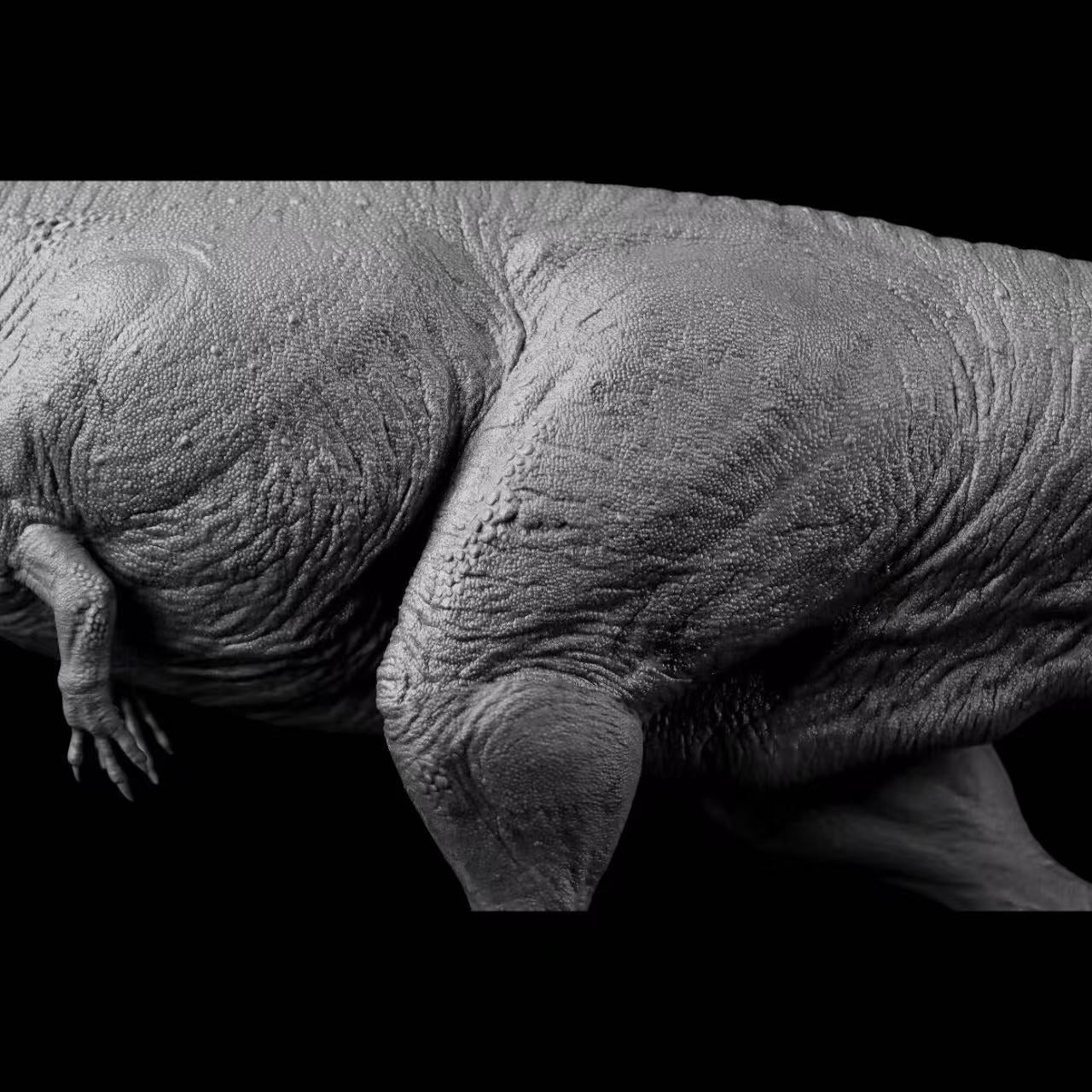 Tyrannotitan chubutensis statue Model Kit 1:35 Scale AN Studio