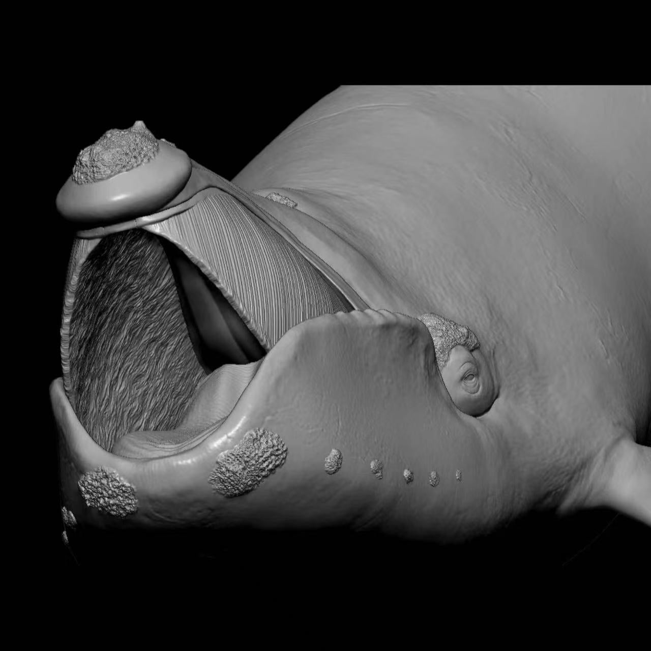 NORTH PACIFIC RIGHT WHALE (Eubalaena japonica) Statue Model Kit 1:35 Scale Sumeru Studio