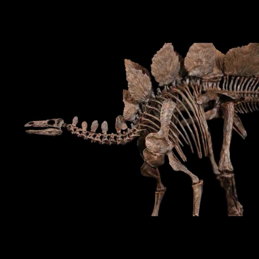 STEGOSAURUS SKELETON 1:10 MUSEUM-GRADE FOSSIL SKELETON PAINTED EDITION