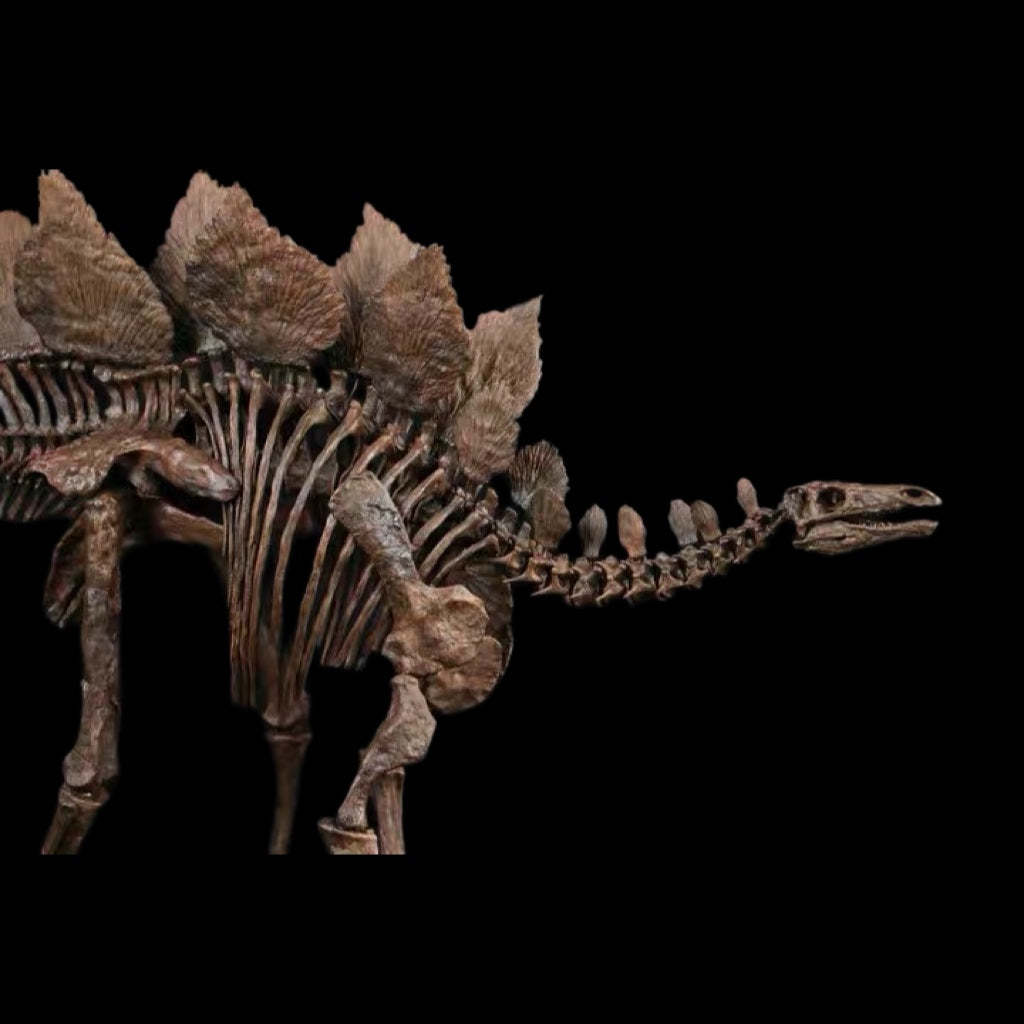 STEGOSAURUS SKELETON 1:10 MUSEUM-GRADE FOSSIL SKELETON PAINTED EDITION