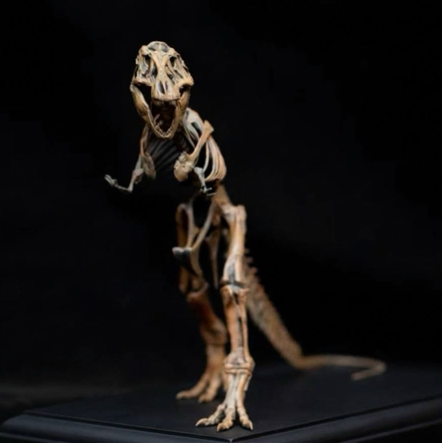 TYRANNOSAURUS REX AMNH 5027 1:20 SKELETON MODEL (PAINTED FINISHED EDITION)