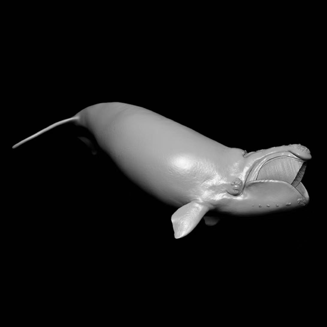 NORTH PACIFIC RIGHT WHALE (Eubalaena japonica) Statue Model Kit 1:35 Scale Sumeru Studio