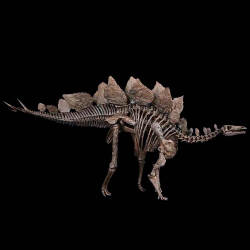 STEGOSAURUS SKELETON 1:10 MUSEUM-GRADE FOSSIL SKELETON PAINTED EDITION