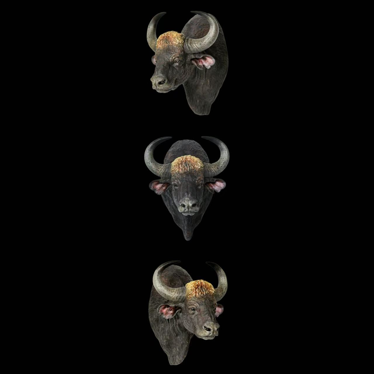 ASIAN WILDLIFE BUST SERIES (SET OF 5) Gaur, Wild Water Buffalo (M/F), Blackbuck & Chital statue Model Kit 1:10 Scale Long-Legged Rhino Studio