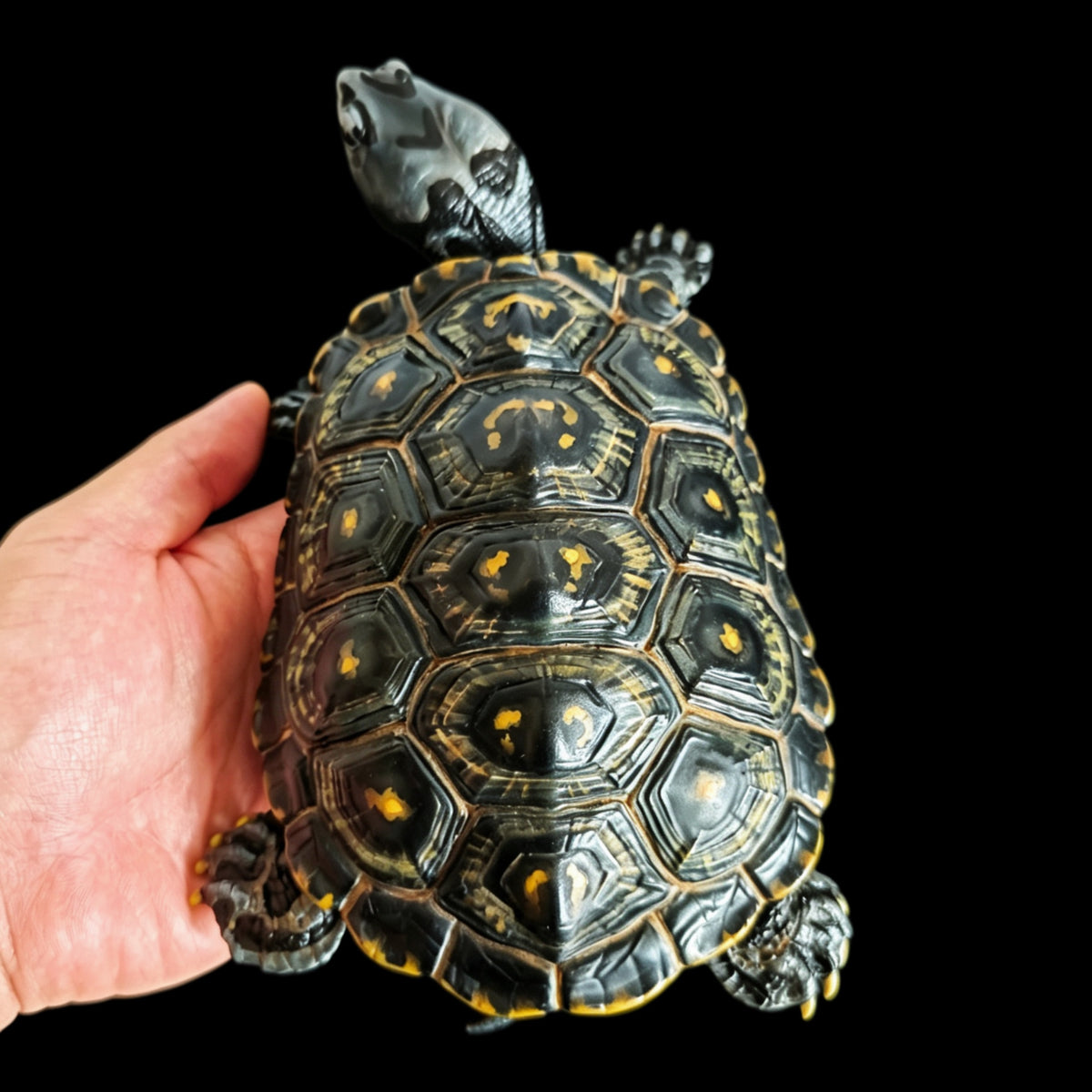 MANGROVE DIAMONDBACK TERRAPIN ECO-DIORAMA STATUE DINAVOID Studio
