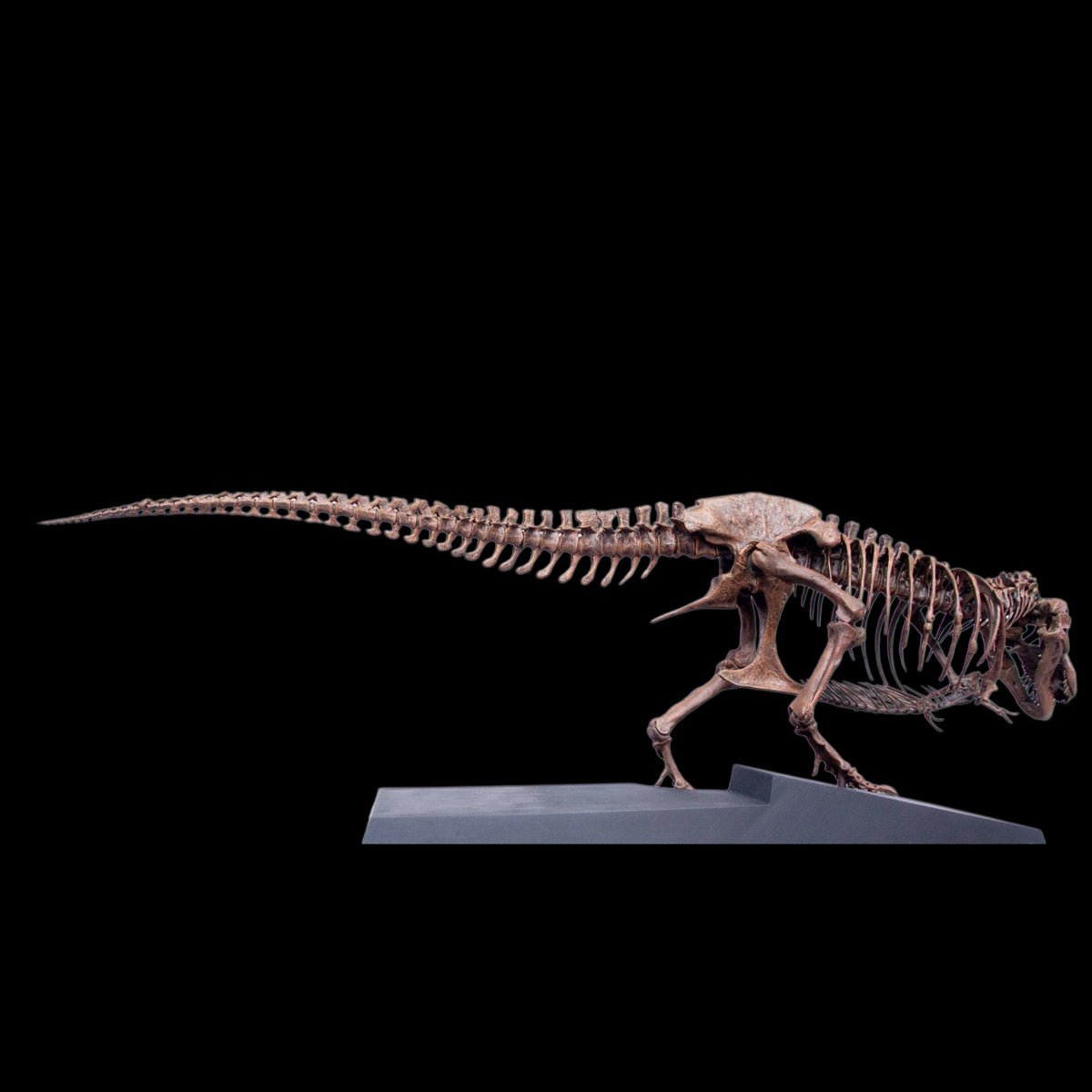 TYRANNOSAURUS REX "SUE" 1:18 FOSSIL SKELETON STATUE Daxiong Studio