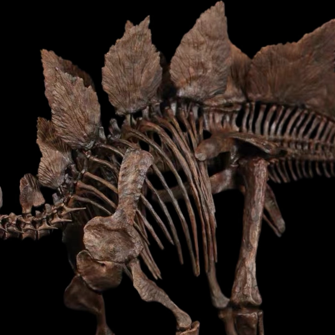STEGOSAURUS SKELETON 1:10 MUSEUM-GRADE FOSSIL SKELETON PAINTED EDITION