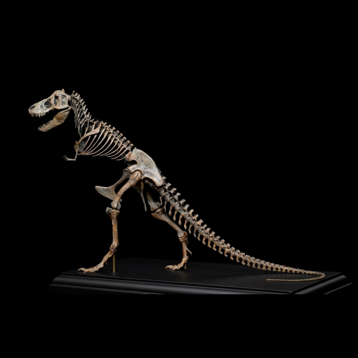 TYRANNOSAURUS REX AMNH 5027 1:20 SKELETON MODEL (PAINTED FINISHED EDITION)