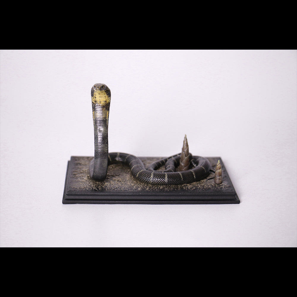 Ophiophagus hannah 1/4 1/10 1/18 APHID STUDIO